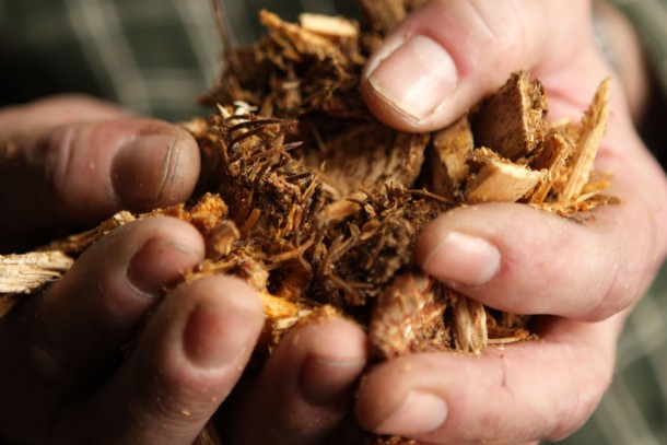Reducing climate emissions with bioenergy. Photograph: Patrik Rastenberger