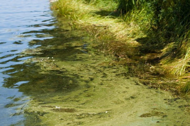Signs of severe eutrophication. Toxic algal blooms in Korpo, Southwestern Finland. Photograph: Matti Snellman/NEFCO ©.