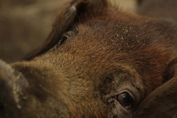 NEFCO is set to finance biogas plants in connection to pig farms in Latvia. Photograph: Patrik Rastenberger