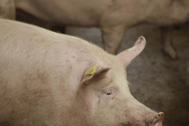 NEFCO is financing energy saving at pig farms in Ukraine. Photograph: Patrik Rastenberger