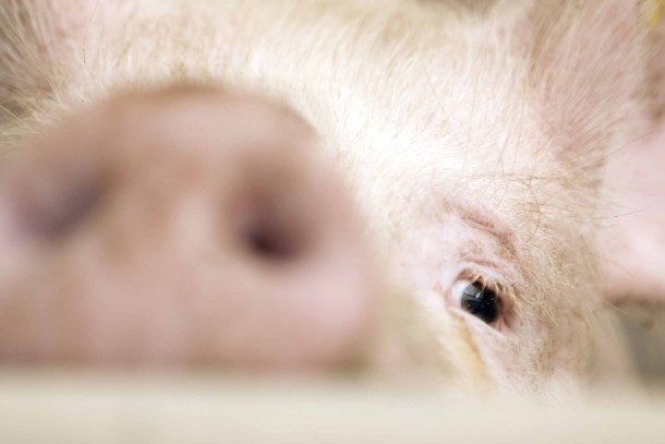 Axzon A/S produces some 650,000 pigs per year