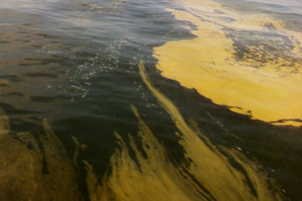 Signs of eutrophication in the Gulf of Finland. Photo: Matti Snellman