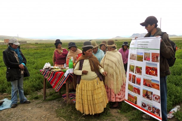 Exploring ways to boost production of underutilized crop species in the Bolivian Andes. Photo: Diakonia