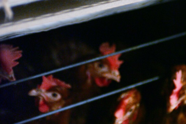 Large poultry farms in Russia could generate a cash flow from selling organic fertilizers, says new study. Photo: Cata Portin