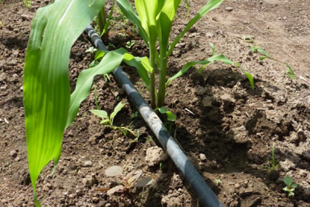 NCF-funded solar powered irrigation in Benin. Photo: Maija Saijonmaa