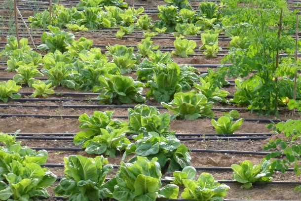 NCF-funded solar powered irrigation in Benin. Photo: Maija Saijonmaa