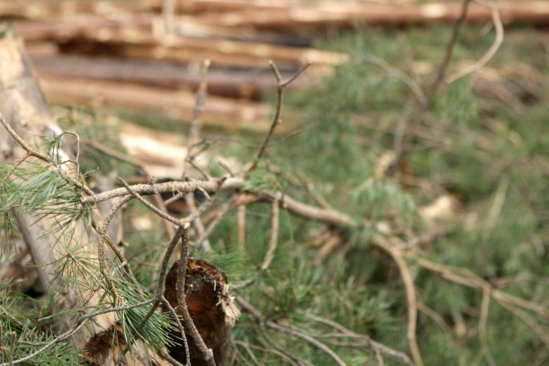 Biomass. NEFCO finances projects where renewable energy is used for heat production. Photo: Patrik Rastenberger