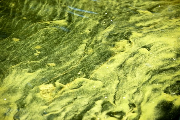 Algal blooms. The abundance of cyanobacteria has been radically reduced at lake Barnarpasjön. Photo: Matti Snellman