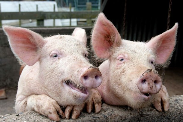 DFU Agro's pig farm project in Korosten will reduce the discharges of phorphorus and nitrogen. Photo: Shutterstock