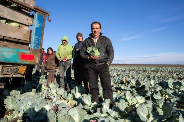 Harvesting cabbage in Myrne. Photo: Patrik Rastenberger