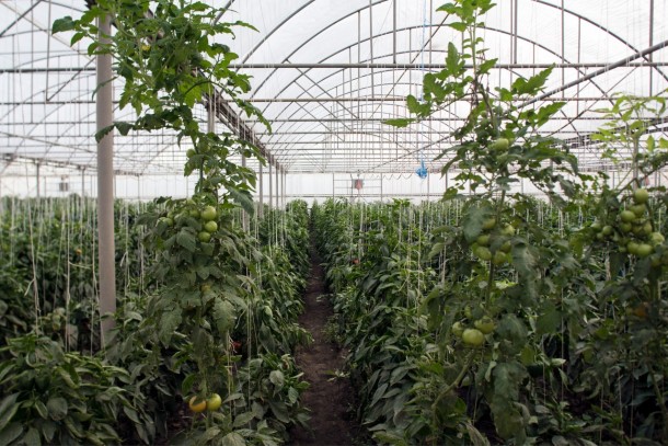 Supporting green growth at Pivdenagropererobka in Myrne, Ukraine. Photo: Patrik Rastenberger
