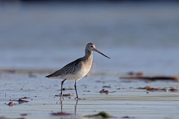 The black-tailed godwit is one of the bird species that will benefit from the workplan. Photo: Mike Lane/Depositphotos