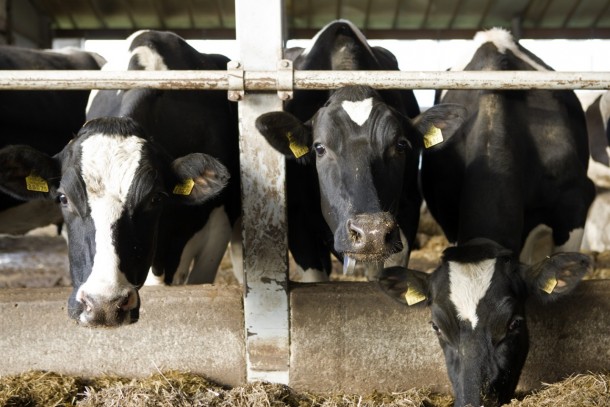 Rus Agro's farm in the Kaliningrad Region currently has some 550 milking cows. Photo: Patrik Rastenberger