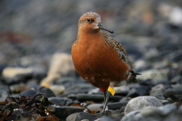 RedKnot is one of the Arctic bird species declining with an unprecedented rate today. Photo: Morten Ekkert