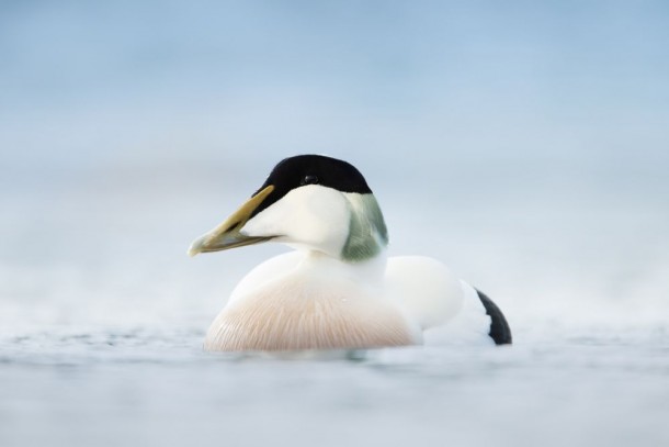 Common Eider is one of the seabird species breeding in the Arctic and using the Circumpolar Flyway. Photo: Giedriius/Shutterstock