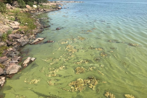 Eutrophication in the Baltic Sea. Photo: Dennis Hamro-Drotz