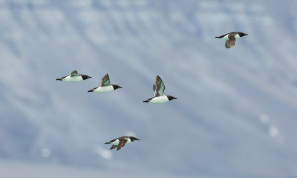 Plastic pollution on migratory birds in the Arctic