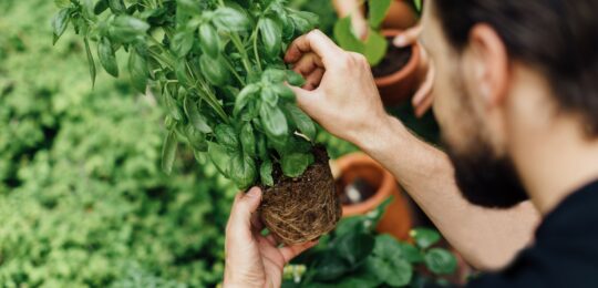 Man picking leaves from a plant in the garden_Nefco-Nordic Green Bank