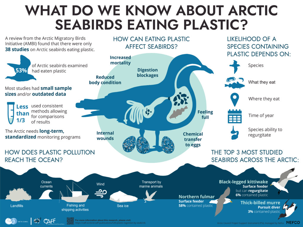 Arctic Council Infographics Plastics in seabirds