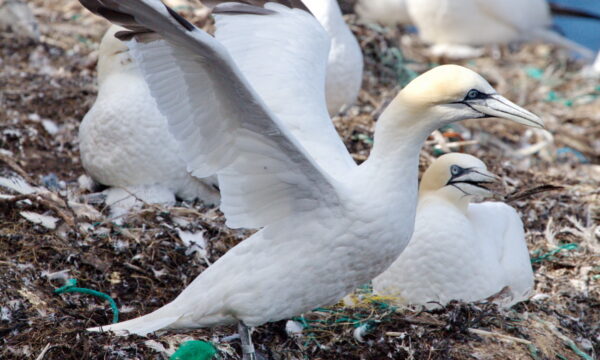 AMBI project, plastics in birds