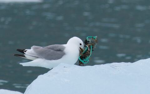 Photo of kittiwake, AMBI project - Plastics in birds