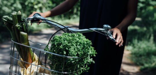 Bicycle basket with plants in the forest_Nefco-Nordic Green Bank