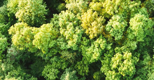 Trees from above