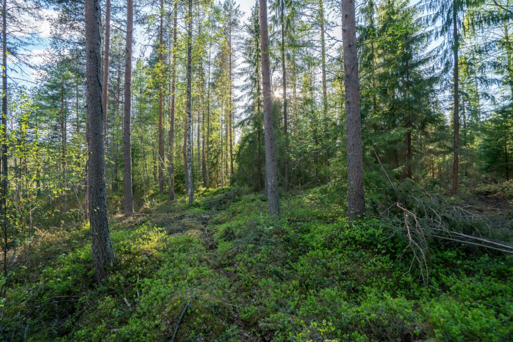 Example of continuous cover forestry. Photo: Silva ry