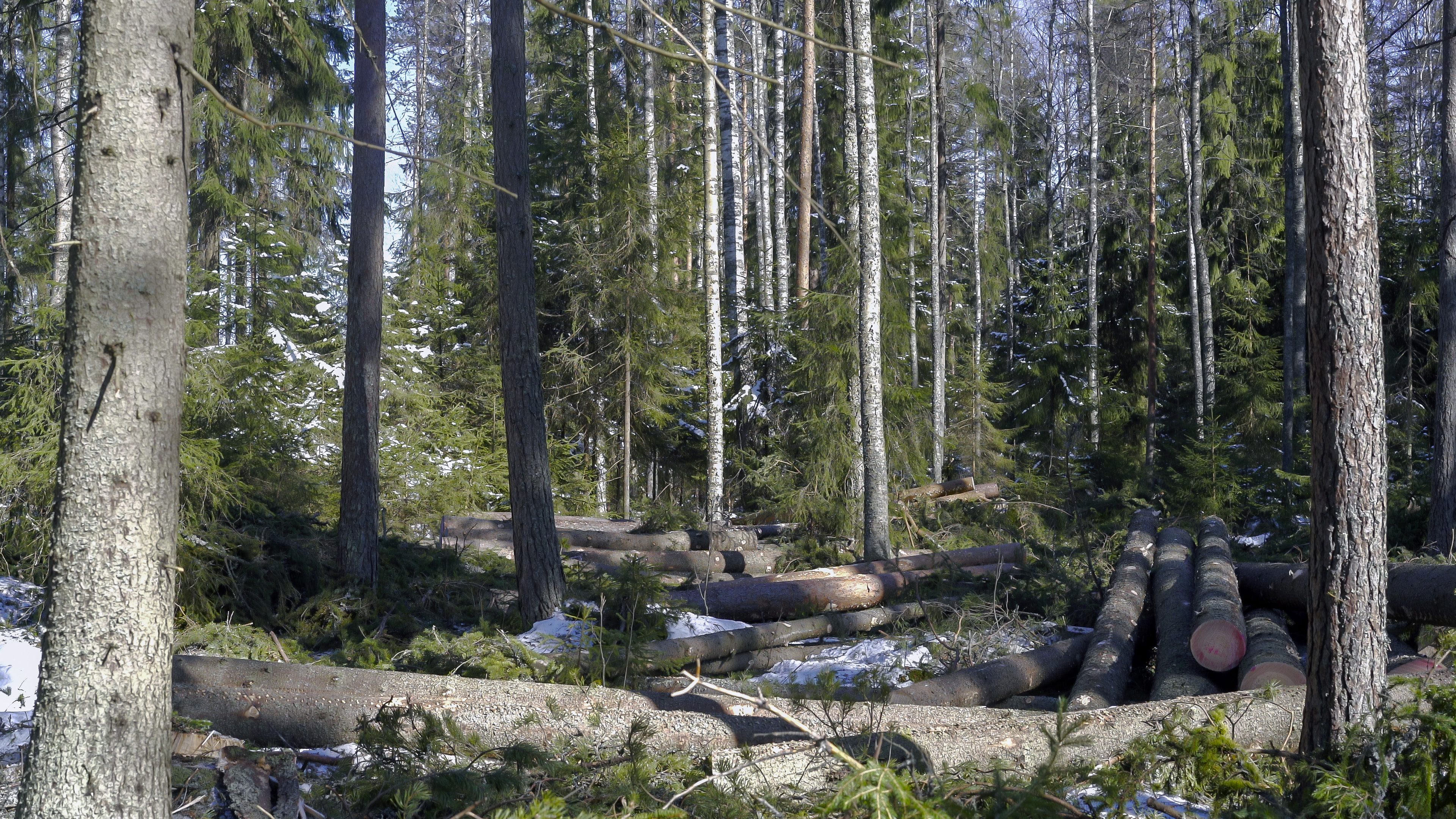 Continuous cover forestry preserves tree cover throughout a forest by limiting the number of trees felled at any one time. Photo: Sampo Manninen 