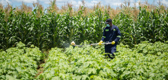 A smallholder farmer in Zambia using a solar-powered battery stick to give nutrition to his crops – Solar Village Zambia Limited.