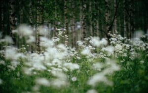 Flowers in nature. Photo: The Nordic Council and the Nordic Council of Ministers, norden.org