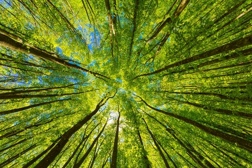 Green tops of trees